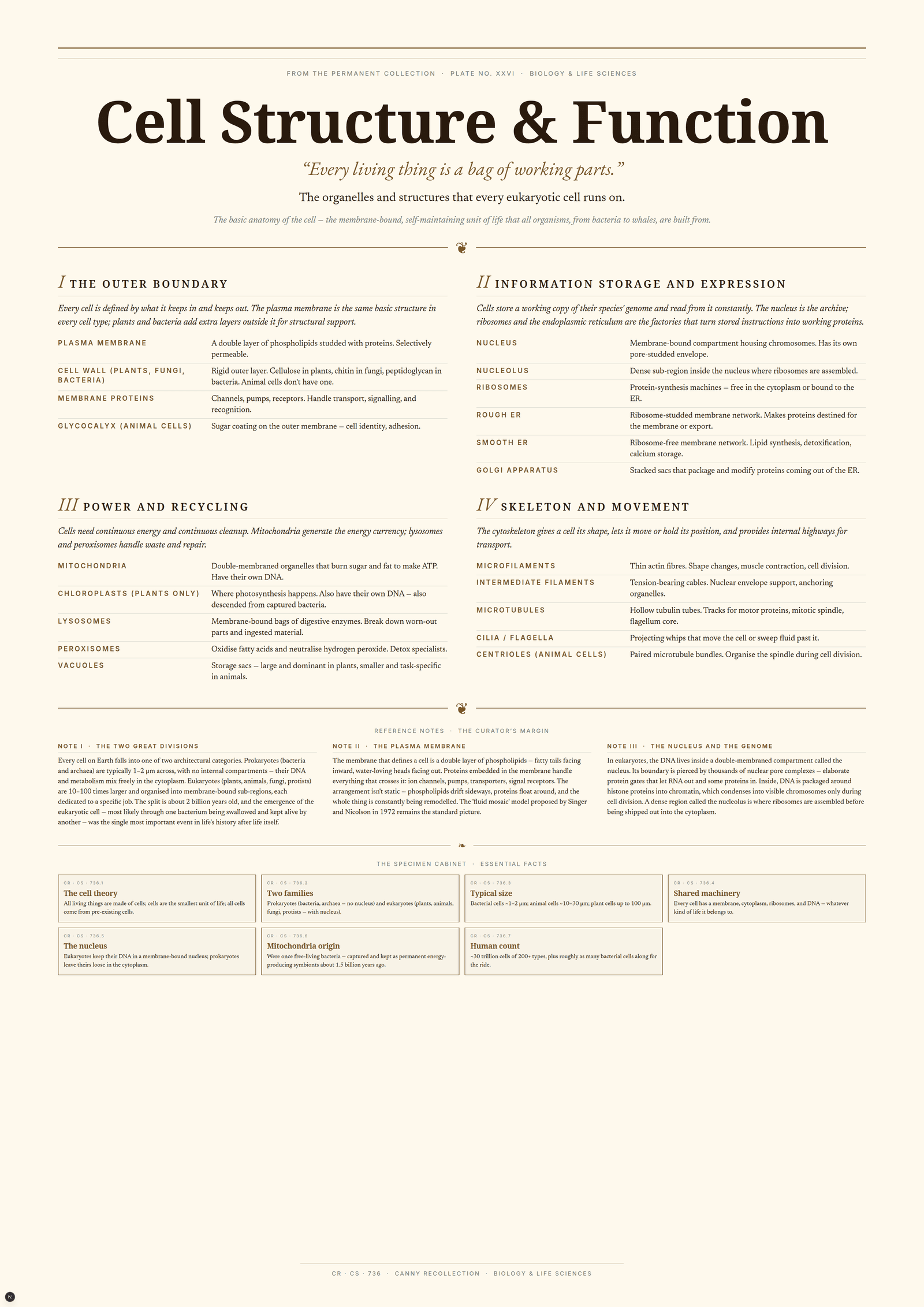 Cell Structure & Function — A3 Poster (comprehensive)