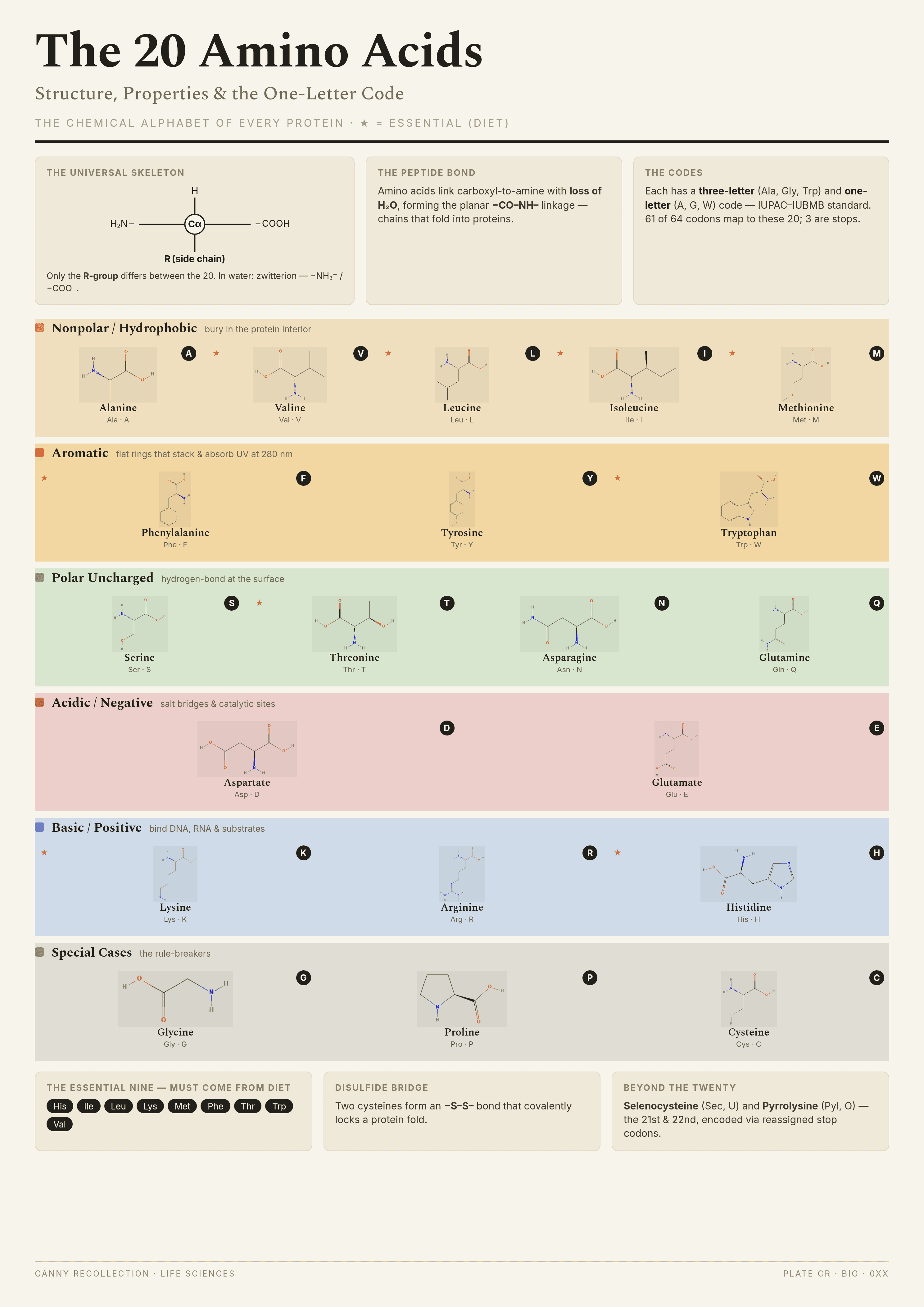 The 20 Amino Acids