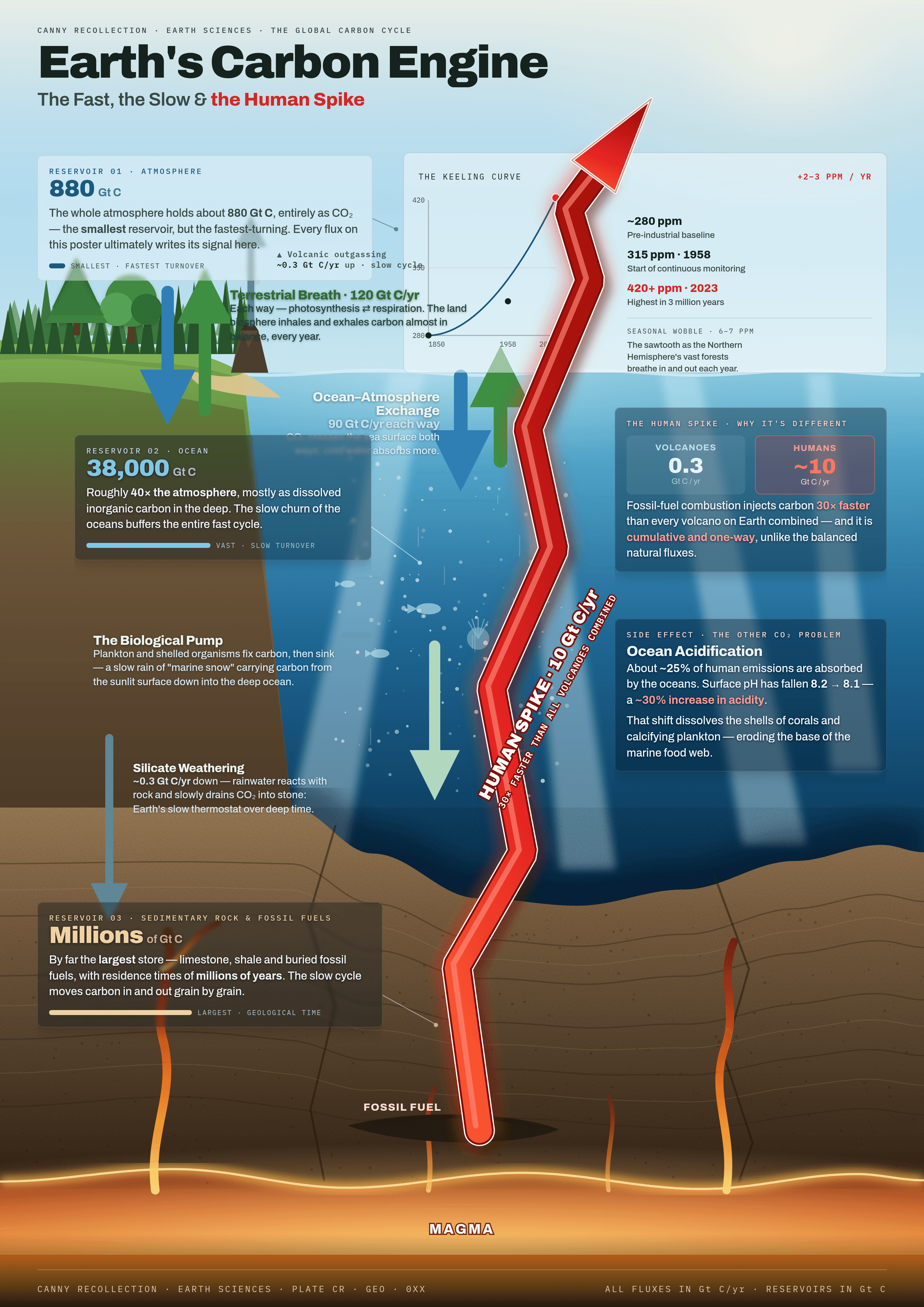 The Carbon Cycle