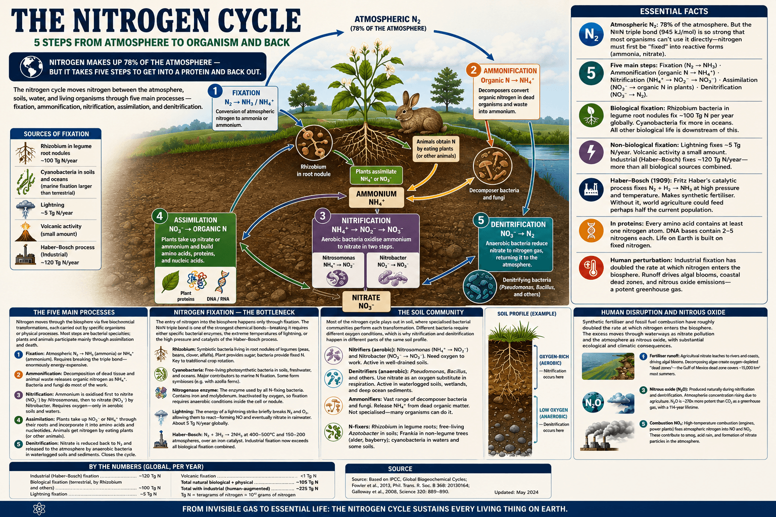 The Nitrogen Cycle